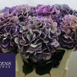 Hortensie milka/grün   Opera classic Bol 18cm 70cm