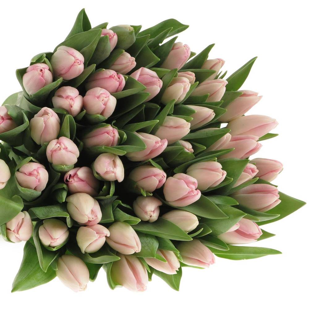 Tulpe rosa Dynasty 40 Gramm