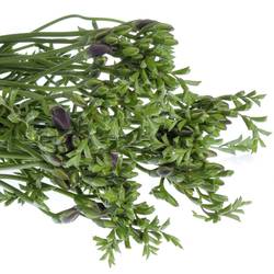 Freesie blau Castor 20 Gramm