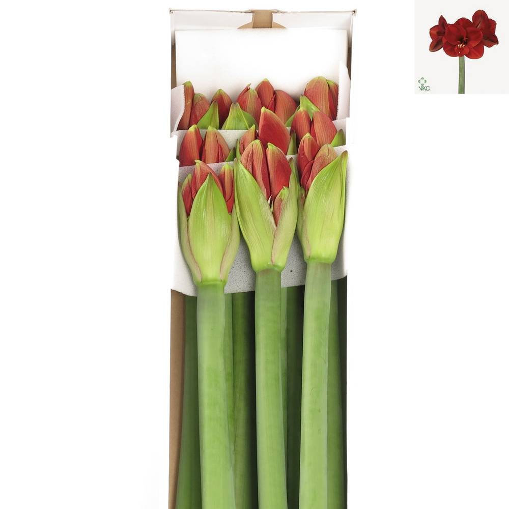 Amaryllis Krt.rot/grün Ferrari Extra x 8