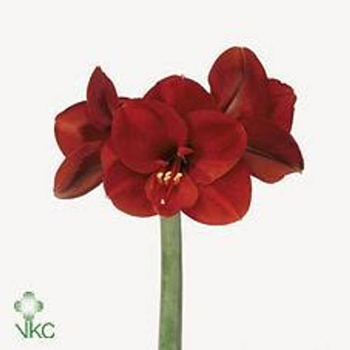 Amaryllis Krt.rot/grün Ferrari Extra x 8