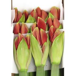 Amaryllis Krt.rot/grün Ferrari Extra x 8