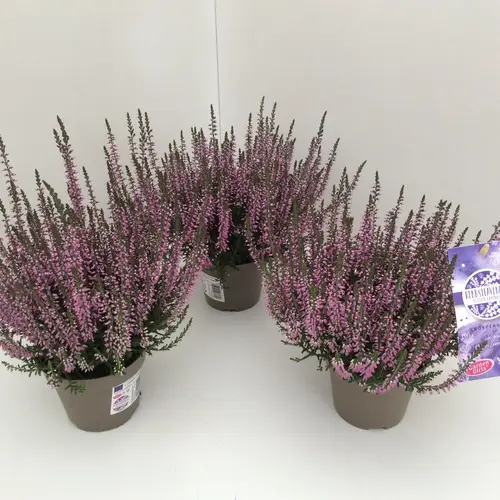 Calluna rosa GG Herbstlavendel T11 H020