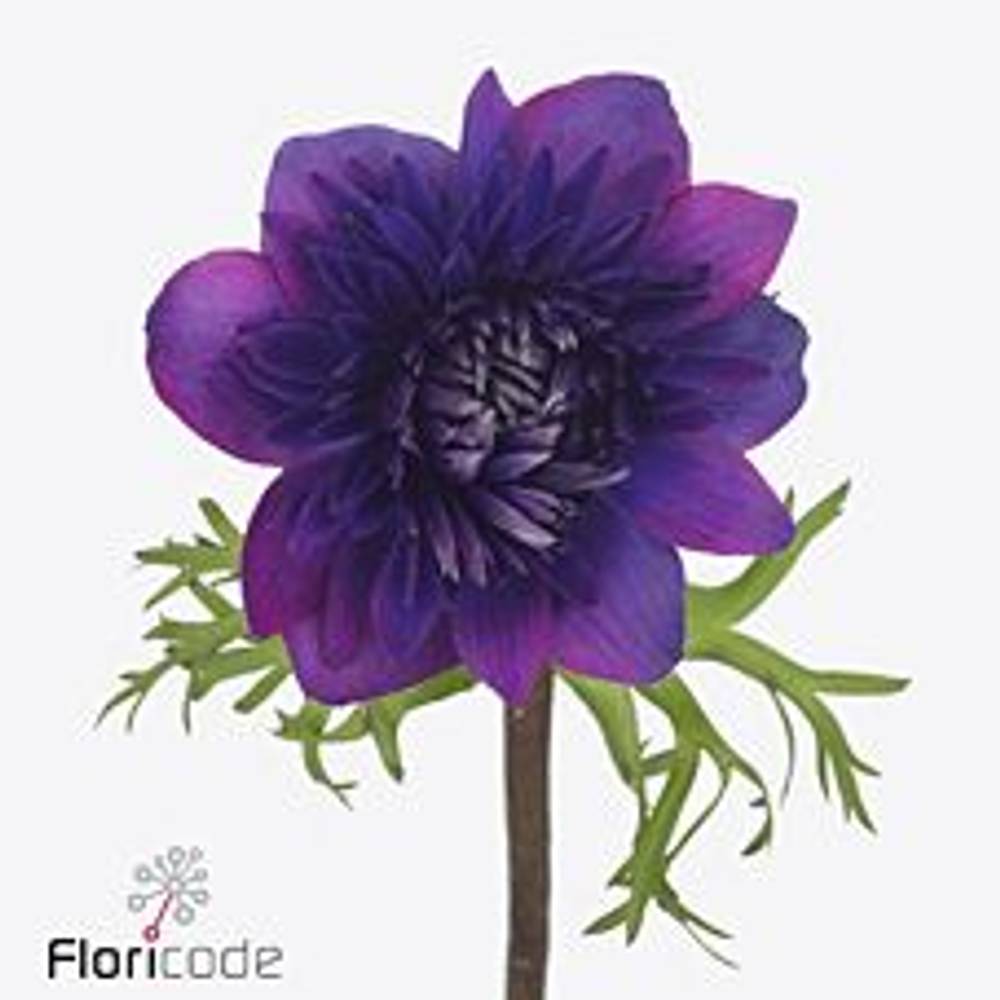 Anemone dunkel lila Fullstar Jeans Israel 32cm x 50