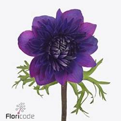 Anemone dunkel lila Fullstar Jeans Israel 32cm x 50