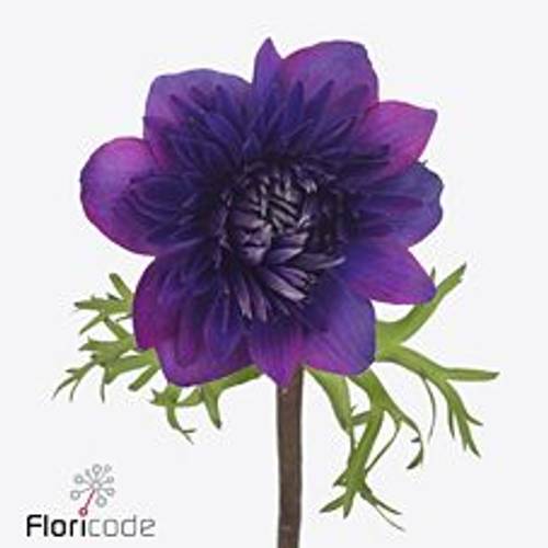 Anemone dunkel lila Fullstar Jeans Israel 32cm x 50