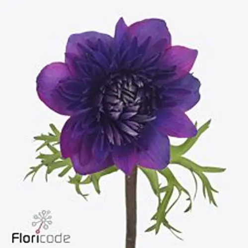 Anemone dunkel lila Fullstar Jeans Israel 32cm x 50