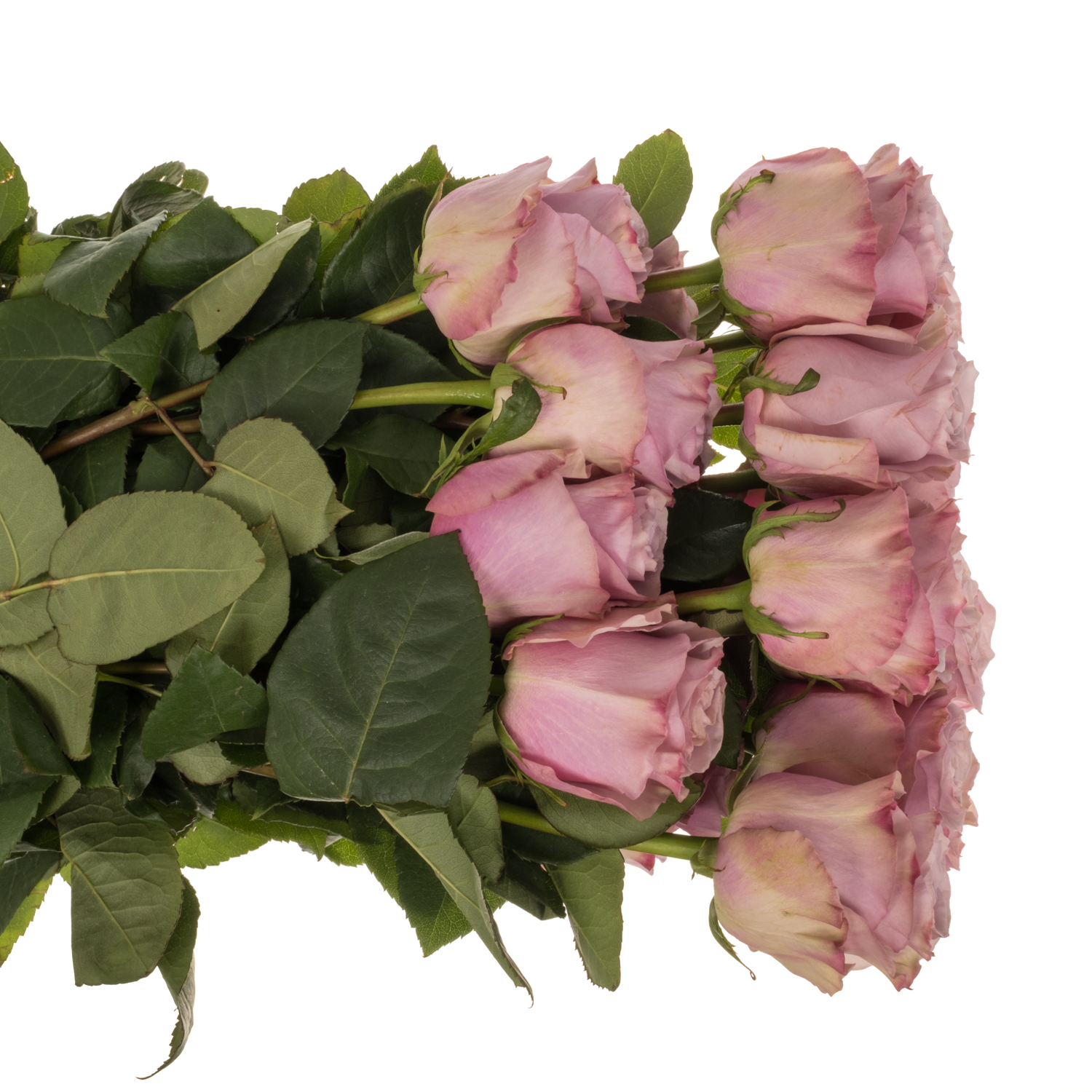 Rose lila Friends (Ec) 60cm