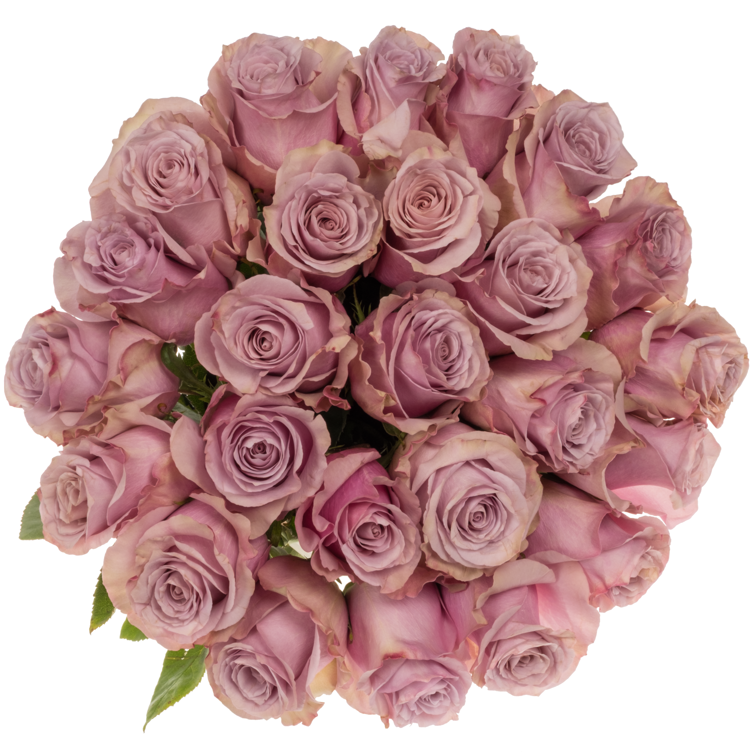 Rose lila Friends (Ec) 60cm