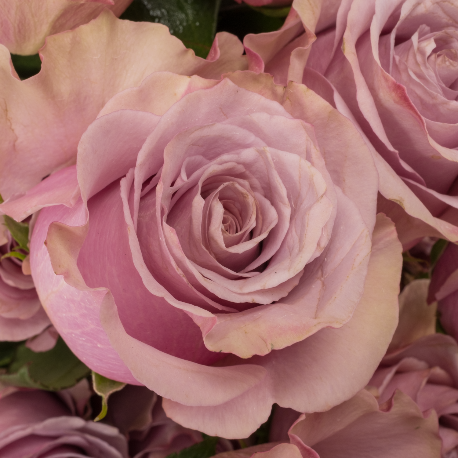 Rose lila Friends (Ec) 60cm