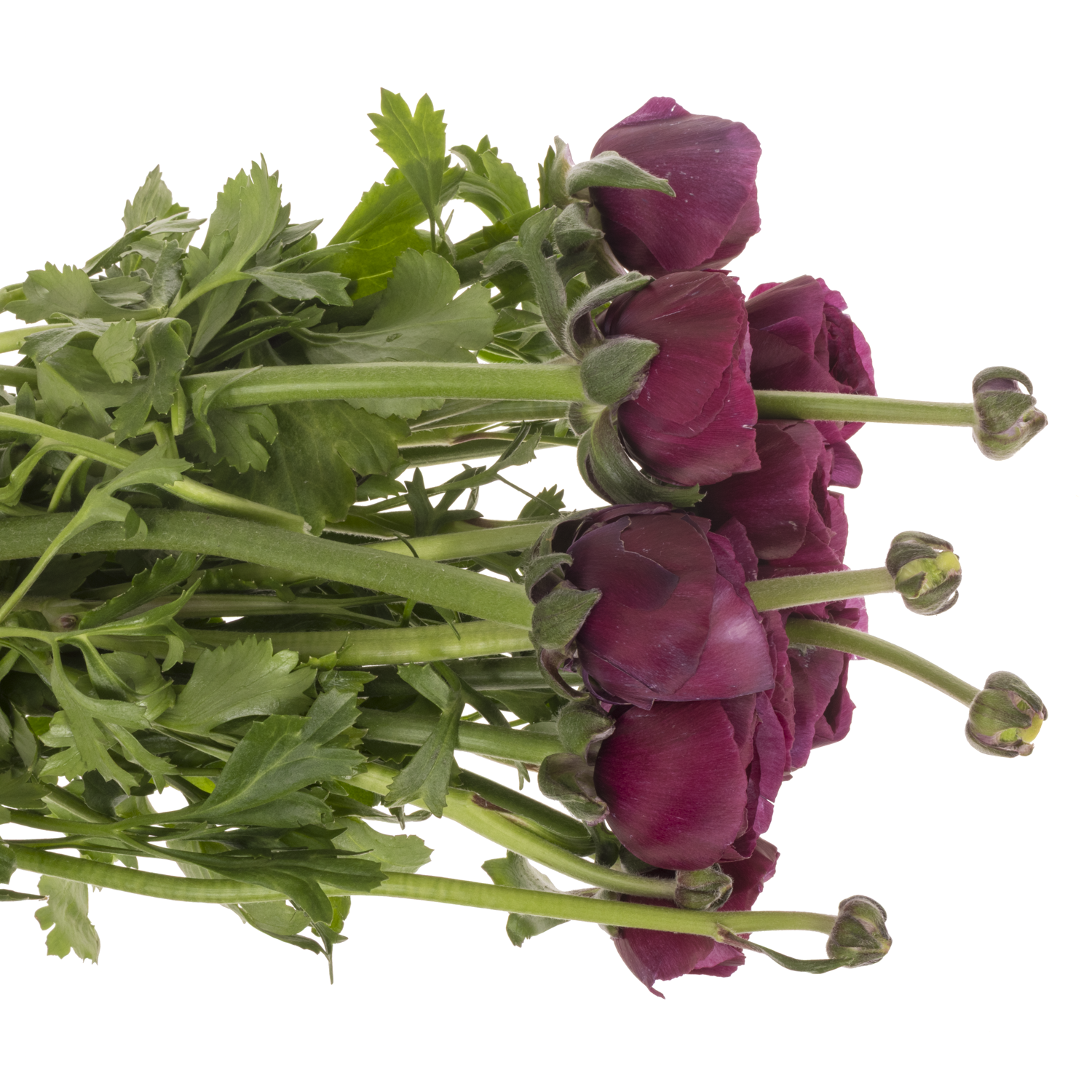 Ranunkel lila Cloni Renoir Super 40cm