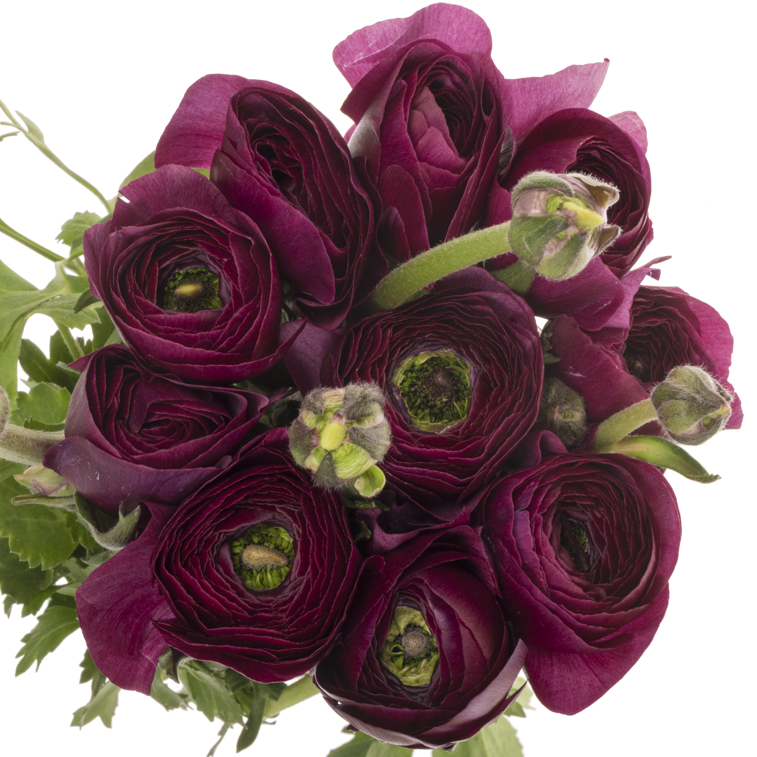 Ranunkel lila Cloni Renoir Super 40cm