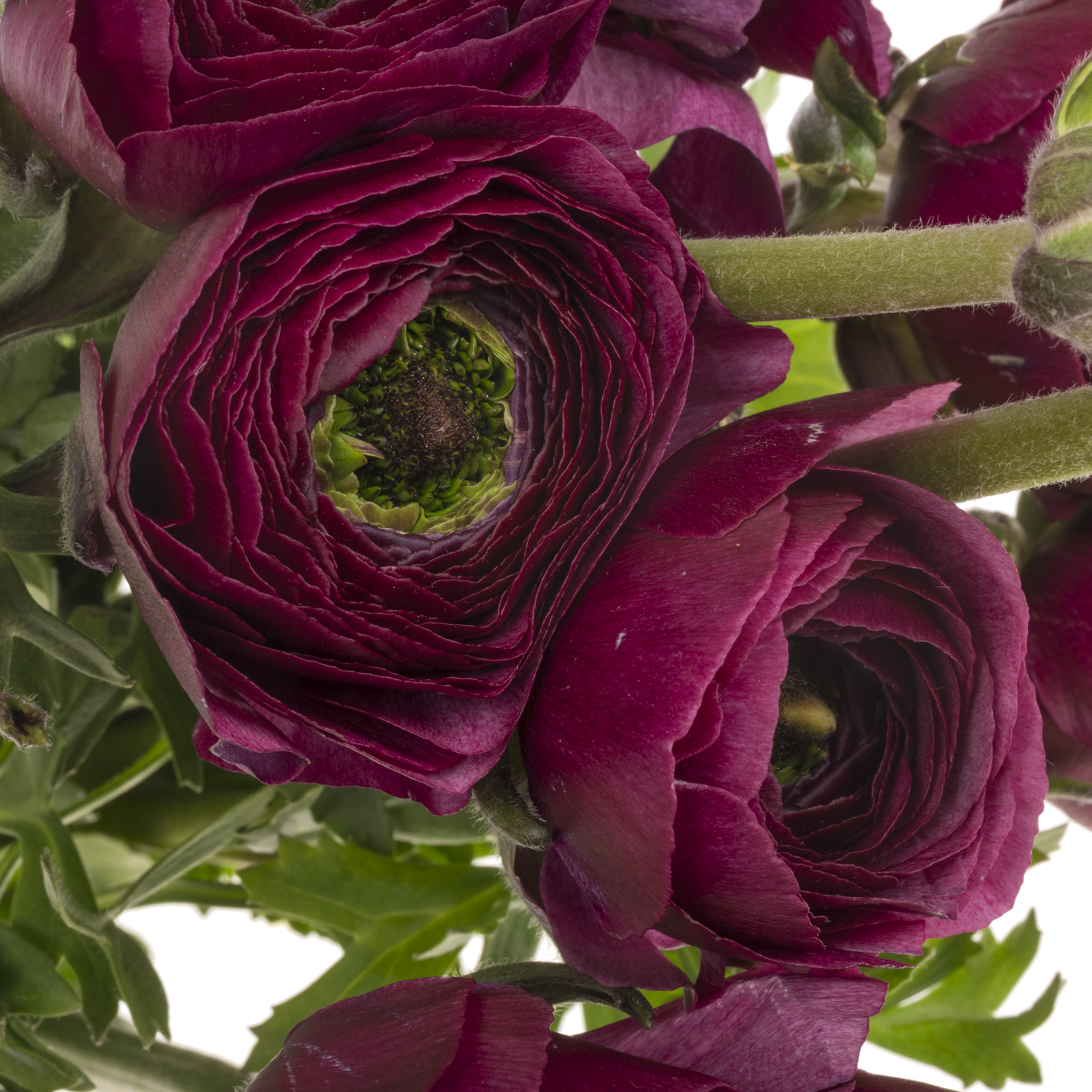 Ranunkel lila Cloni Renoir Super 40cm