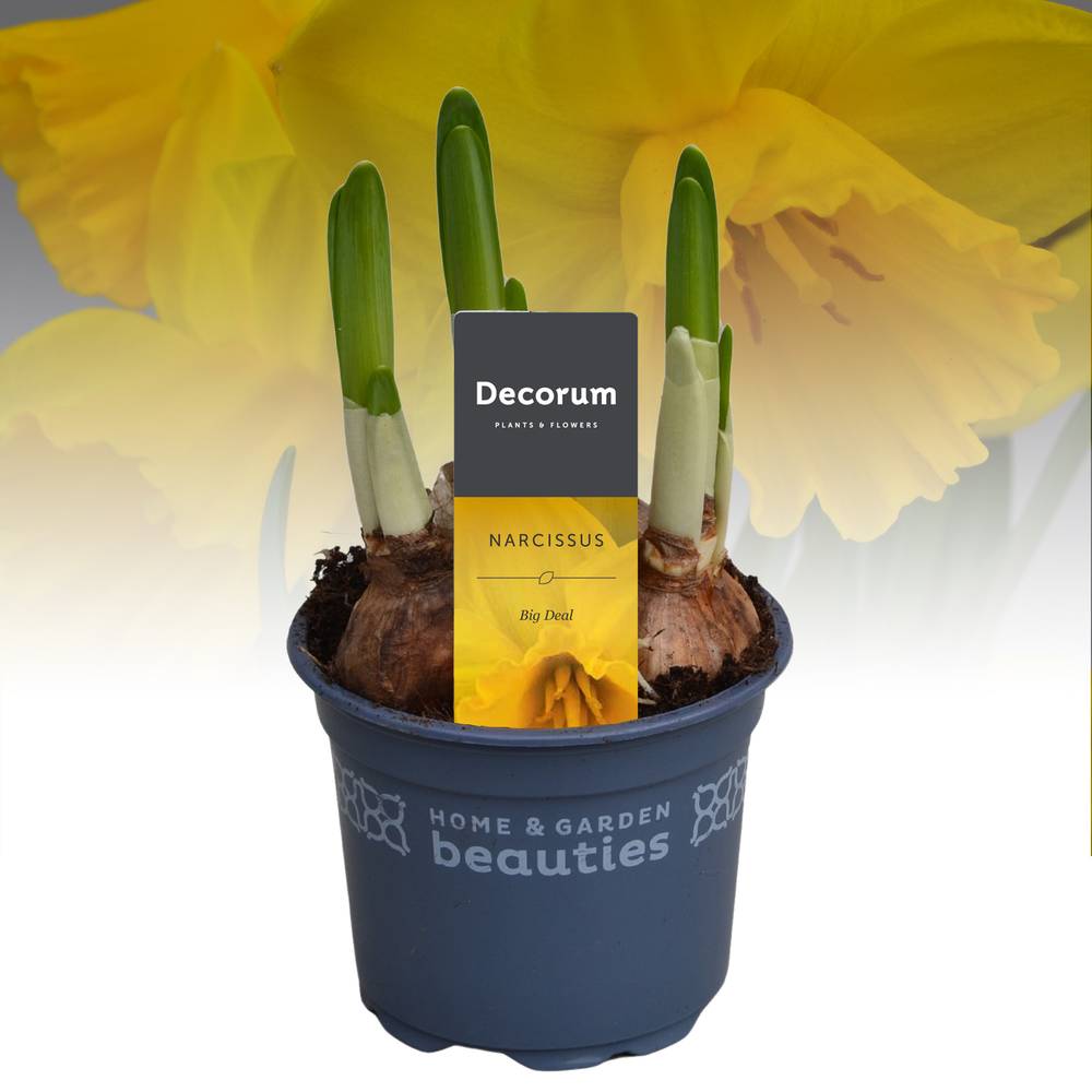 Narzisse 3er gelb Big Deal T09 H015
