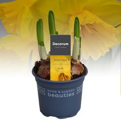 Narzisse 3er gelb Big Deal T09 H015