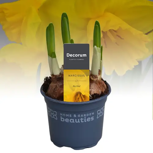 Narzisse 3er gelb Big Deal T09 H015
