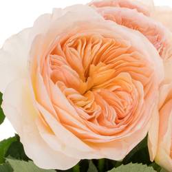 Rose apricot Georgina Gardens gefüllt 40cm