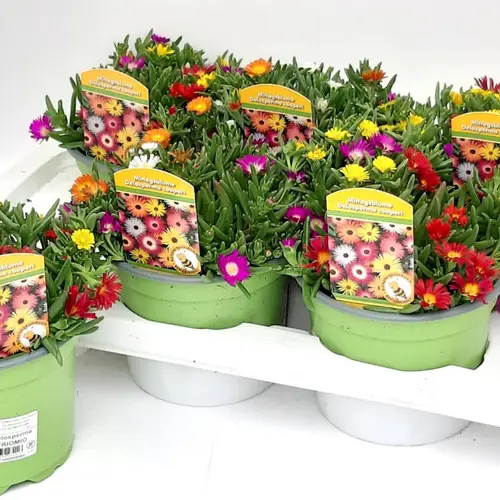Delosperma TrioMio T17 H28