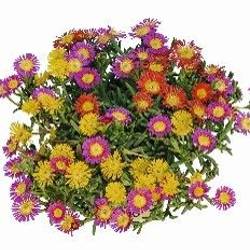 Delosperma TrioMio T17 H28
