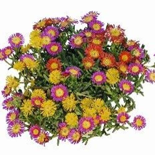 Delosperma TrioMio T17 H28