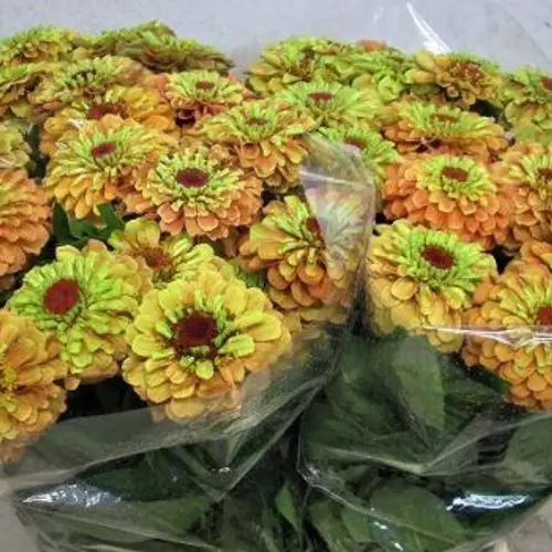 Zinnie orange elegans 50cm