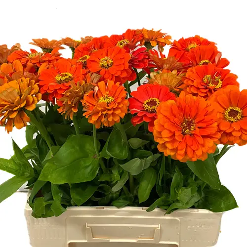 Zinnie orange elegans 50cm
