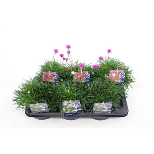Armeria Maritima mix T17 H30