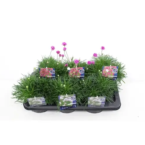 Armeria Maritima mix T17 H30