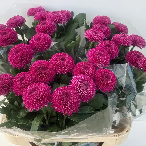 Chrys.Deko lila RoxoDe 80 Gramm 80cm