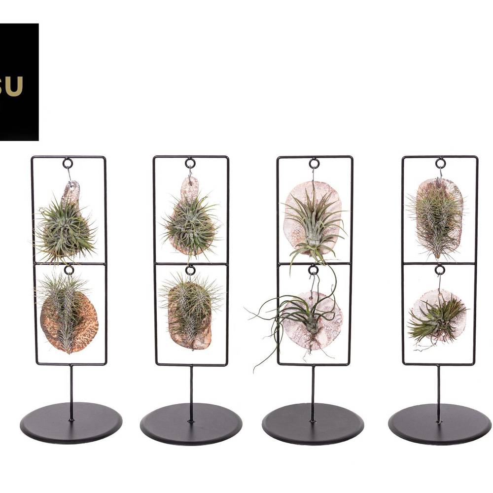 Tillandsia Iona Double Frame T11,5 H041