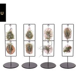 Tillandsia Iona Double Frame T11,5 H041