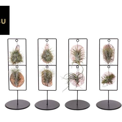 Tillandsia Iona Double Frame T11,5 H041