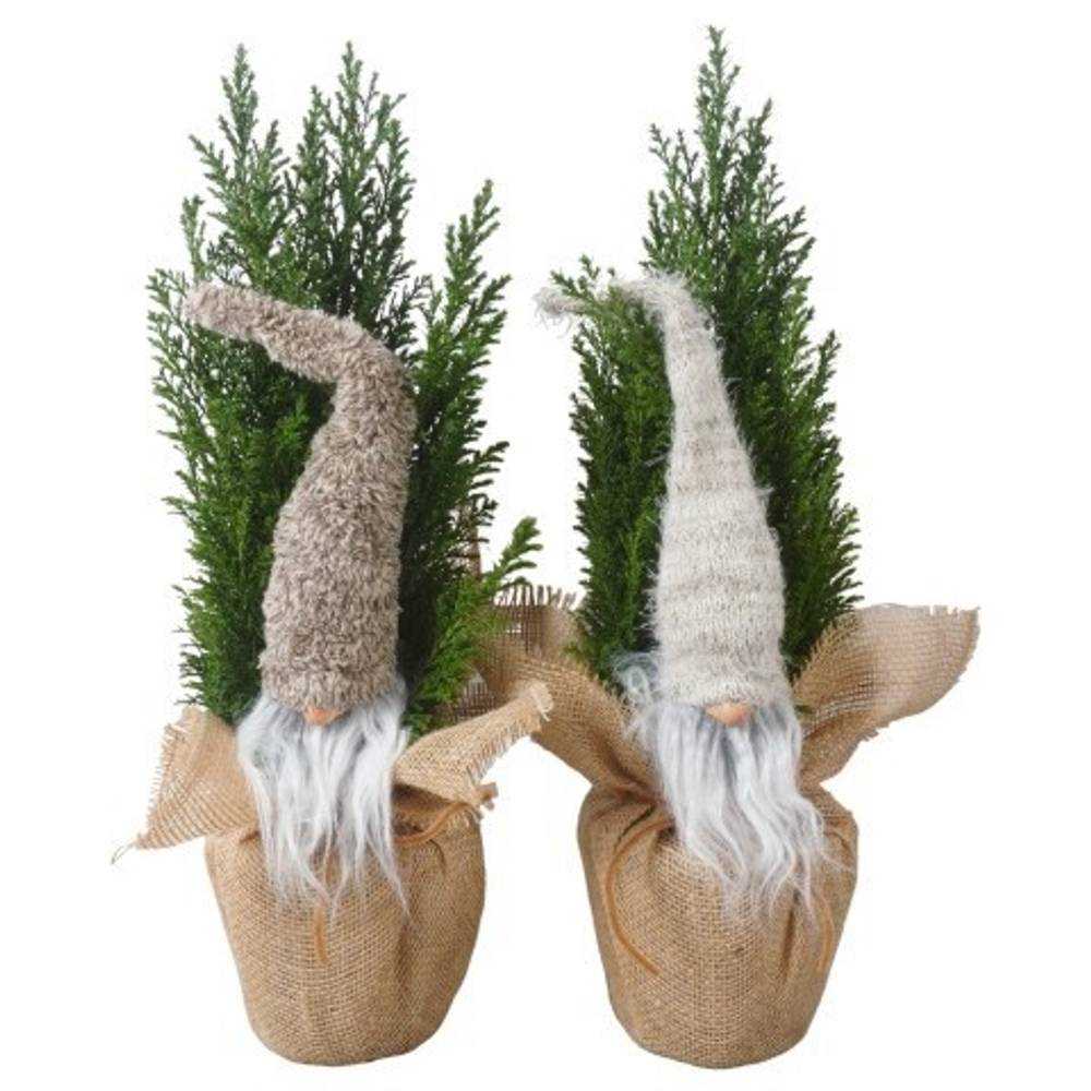 Chamaecyparis Ellwoodii Jute Gnom PTK25211 T13 H050