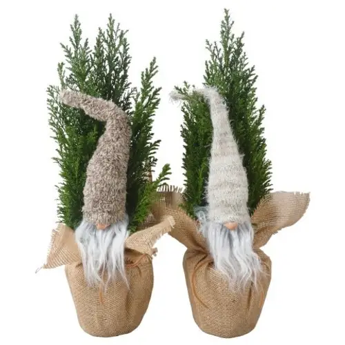 Chamaecyparis Ellwoodii Jute Gnom PTK25211 T13 H050