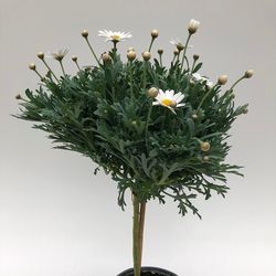 Margerite weiss Stamm T14 H055