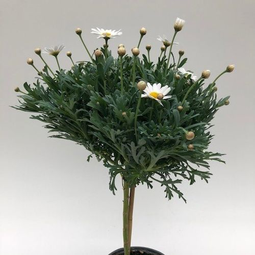 Margerite weiss Stamm T14 H055