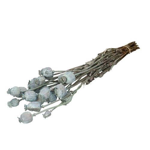 Trocken Mohn frosted hellblau L70cm