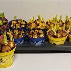 Zwiebel mix Schnäpch. Von Uhr T12 H15