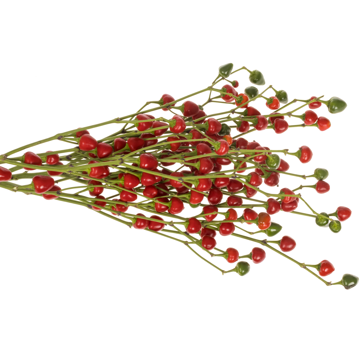 Zierpfeffer rot/grün 90cm