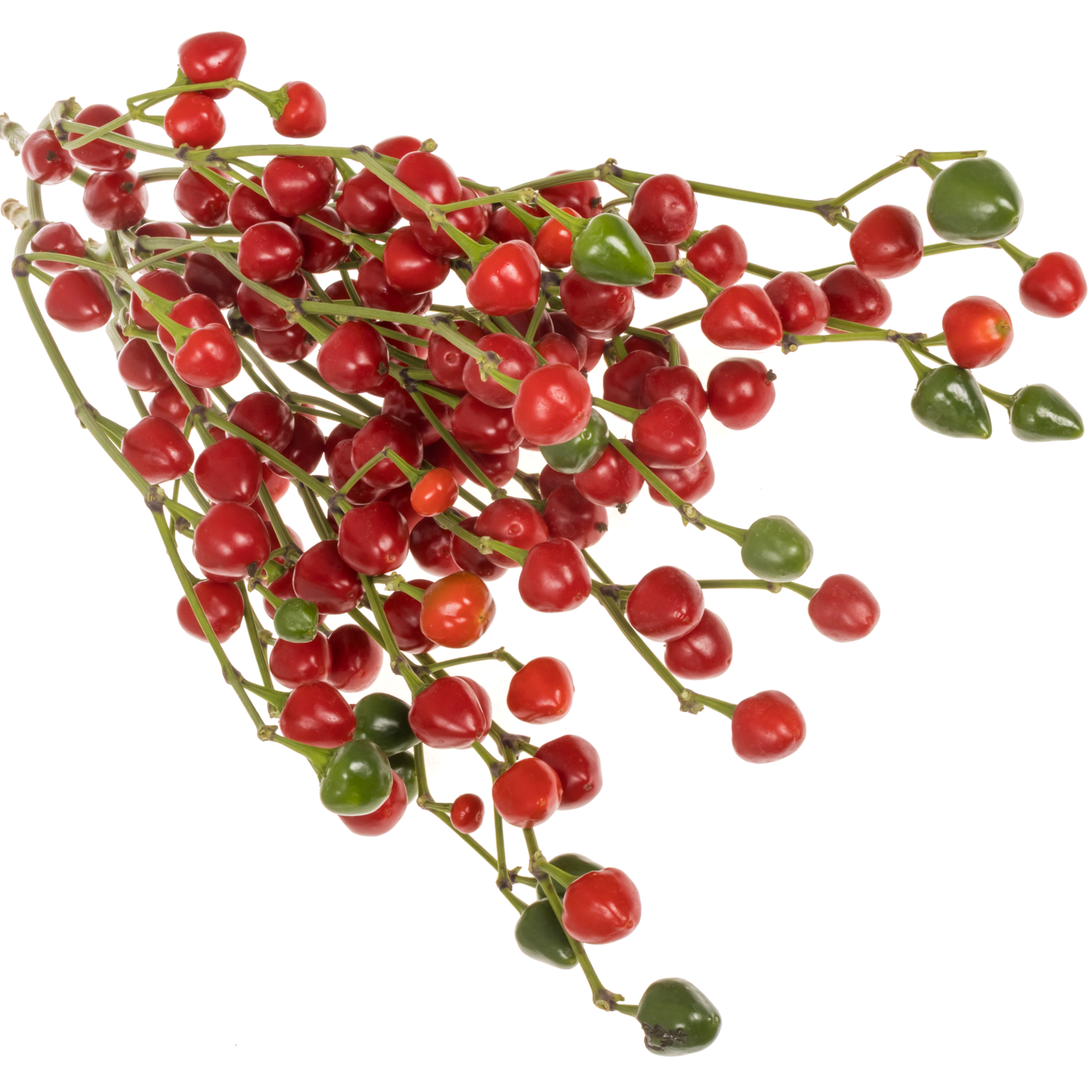 Zierpfeffer rot/grün 90cm