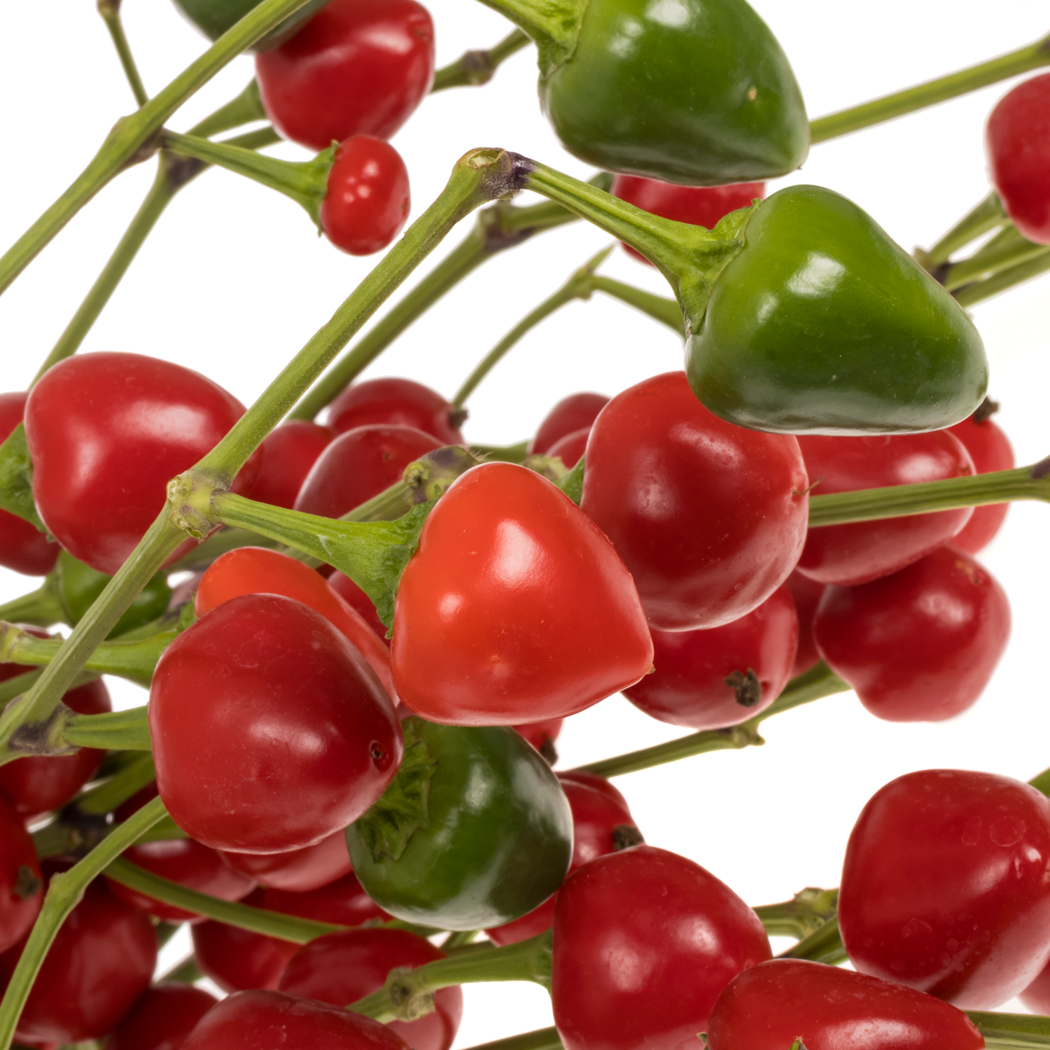 Zierpfeffer rot/grün 90cm