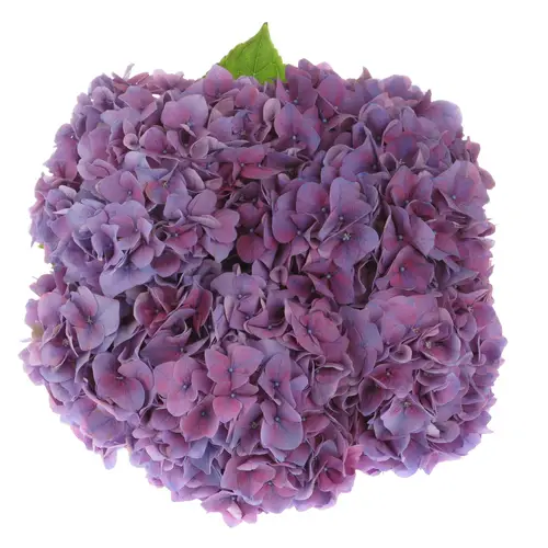 Hortensie lila/grün Rodeo Classic Bol 18-20cm 60cm