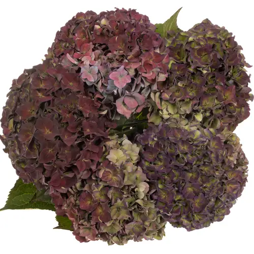 Hortensie lila/grün Rodeo Classic Bol 16cm 60cm