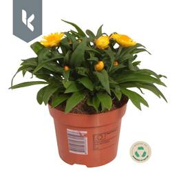 Strohblume gelb Crispy T12 H025