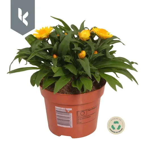 Strohblume gelb Crispy T12 H025