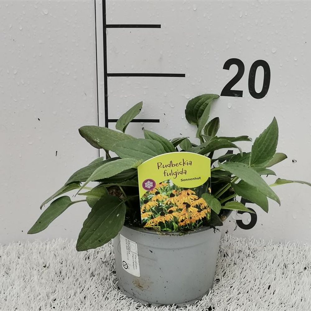 Rudbeckia gelb Goldsturm T13 H30