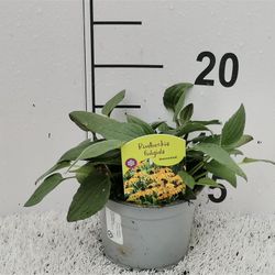 Rudbeckia gelb Goldsturm T13 H30