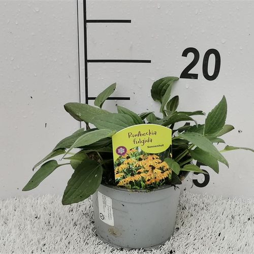 Rudbeckia gelb Goldsturm T13 H30