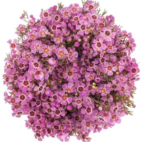 Wachsflower lila Pride 55 Gramm 80cm