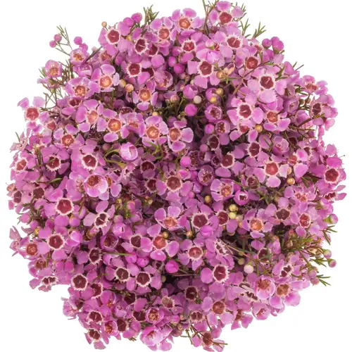 Wachsflower lila Pride 55 Gramm 80cm